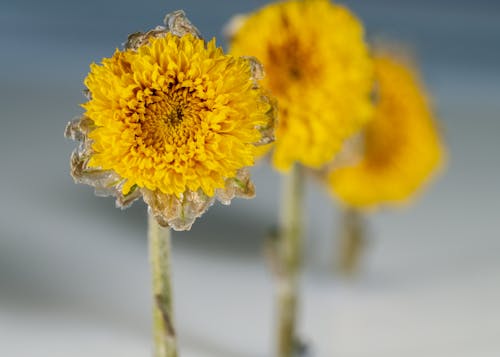 Close Up Photo of Dandelion Flowers