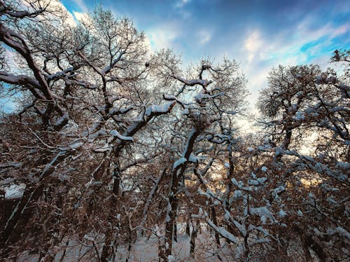 Foto d'estoc gratuïta de arbres, cel, hivern