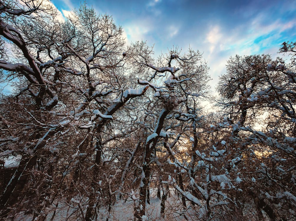 ağaçlar, akşam karanlığı, gökyüzü içeren Ücretsiz stok fotoğraf