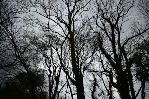 가지, 맨몸의, 실루엣의 무료 스톡 사진