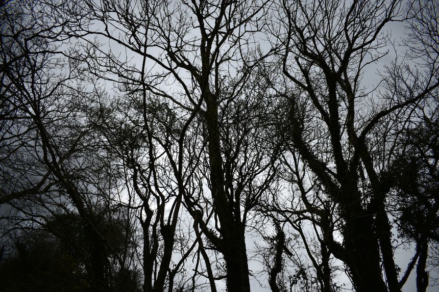 Silhouette of leafless tree branches under an overcast sky — photo by Karlis D on Pexels