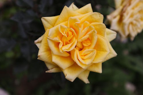 Free Yellow Rose in Bloom Stock Photo