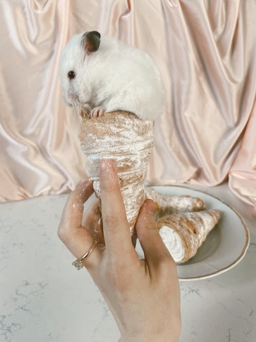 Free Hamster on Top of a Pastry Stock Photo