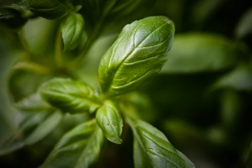 Green Leaf Plant in Close Up Photography