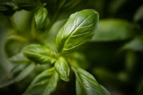 Free Detailed close-up of fresh green basil leaves with selective focus. Stock Photo
