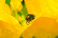 Red and Black Ladybug on Yellow Flower