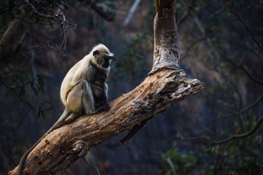Gray langur sitting contemplatively on a tree branch in a lush Indian forest.