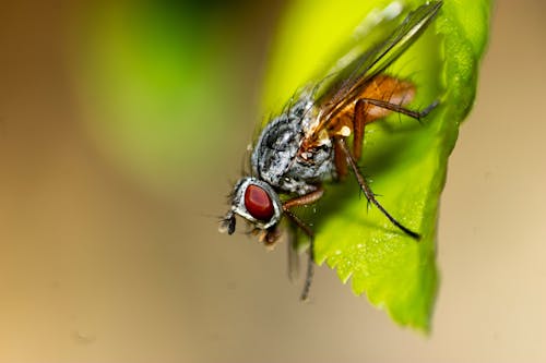 Black Fly Perched on Green Leaf