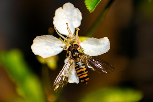 Free Macro Photograph of a Bee on a White Flower Stock Photo