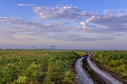 Photo of a Dirt Road Between Green Grass