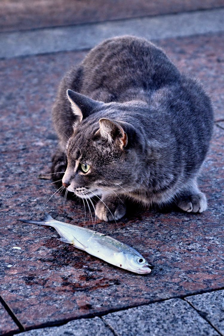 Photograph Of A Cat Eating A Fish