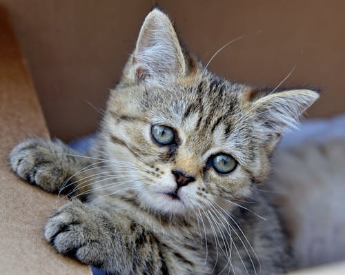 Безкоштовне стокове фото на тему «felis catus, впритул, кішка» стокове фото