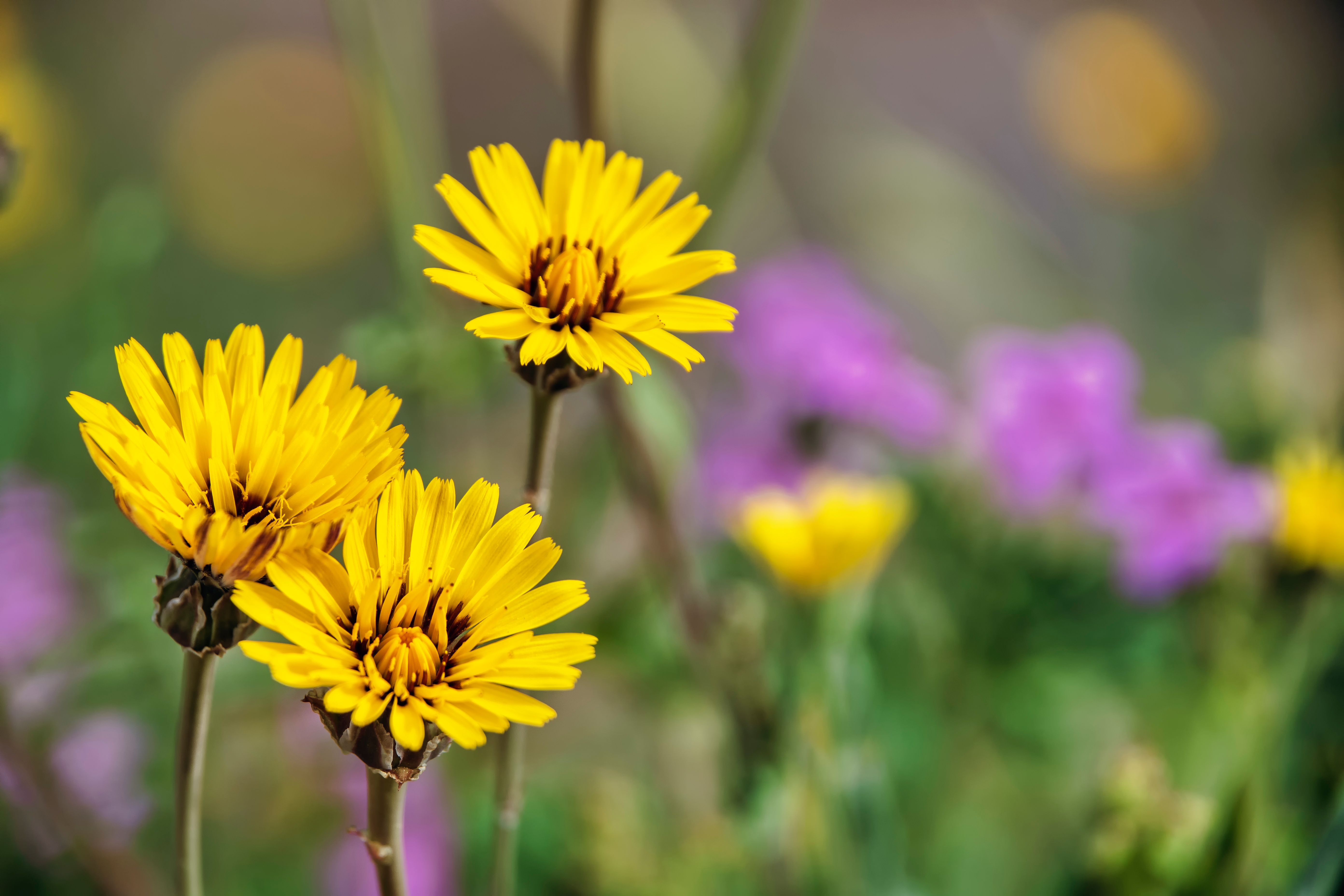 Close Up Shot of Yellow Flowers · Free Stock Photo