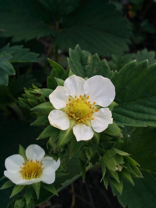 Foto stok gratis anemone sylvestris, benang sari, berbunga