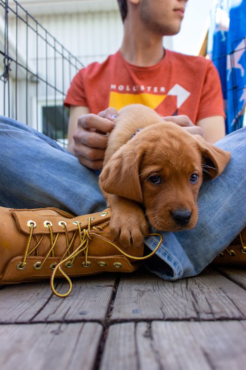 Photo of a Labrador Puppy on a Person's Lap