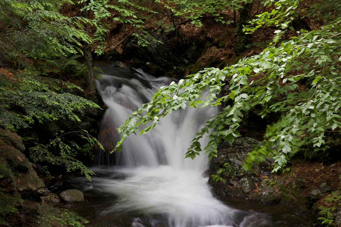 Free Waterfalls Between Green Plants Stock Photo