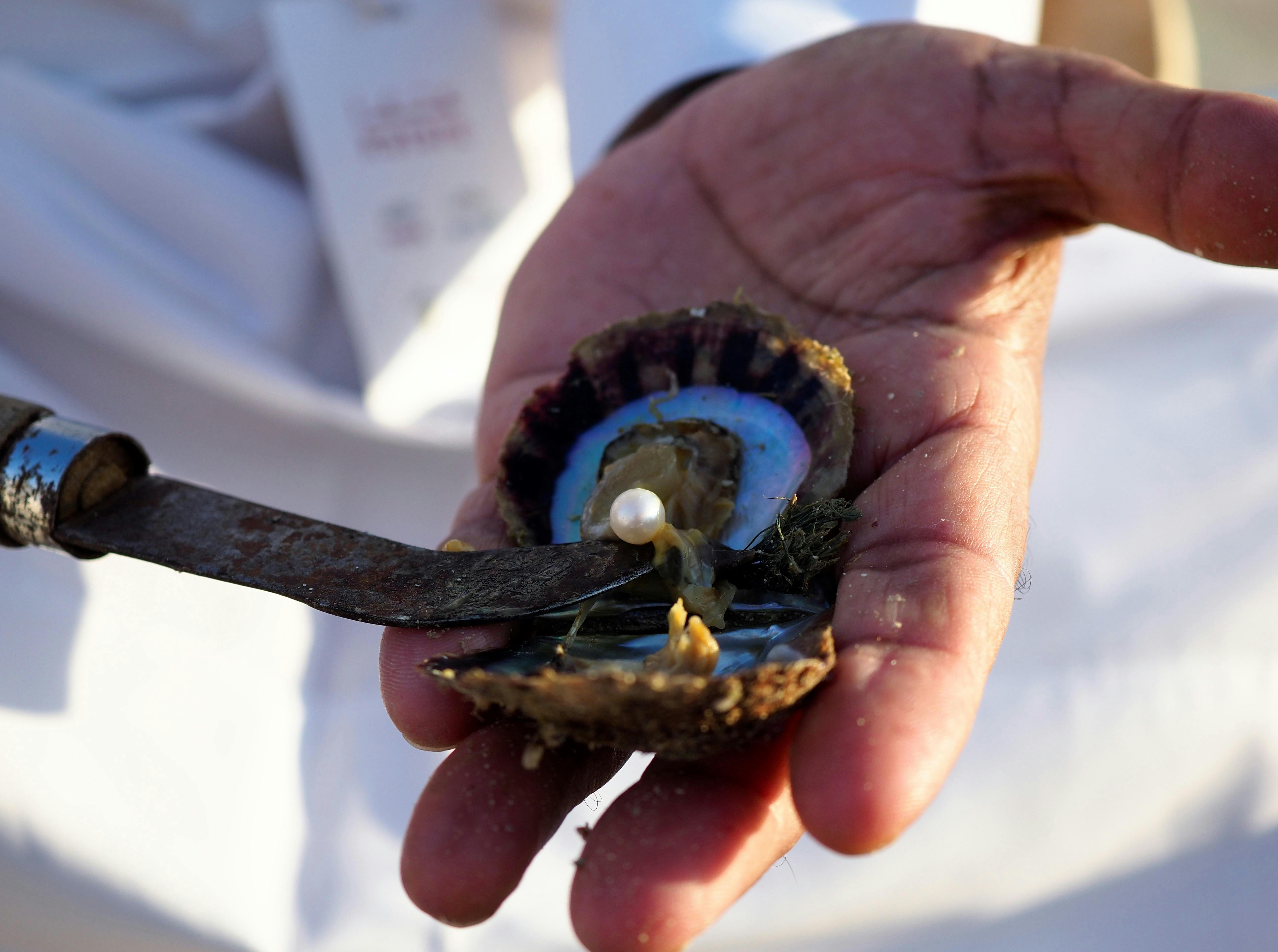 Comprehensive Guide How Much Are Pearls Worth?