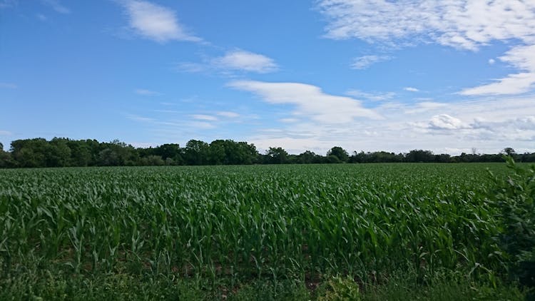 Green Corn Field