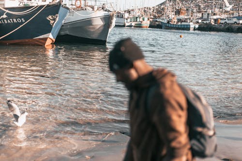 Gratis lagerfoto af Cape Town, fiskeri, forsegling