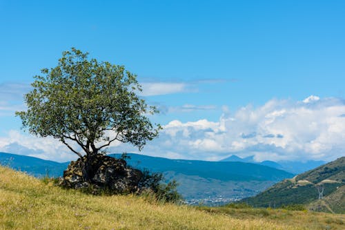 Безкоштовне стокове фото на тему «блакитне небо, гори, дерево» стокове фото