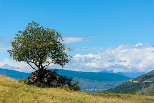Free A solitary tree on a rocky hill with mountains and blue sky in the background. Stock Photo