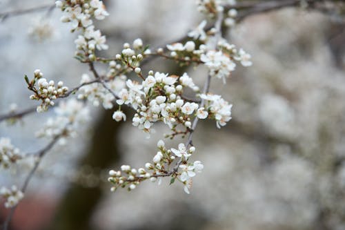 Close Up Shot of White Flowers