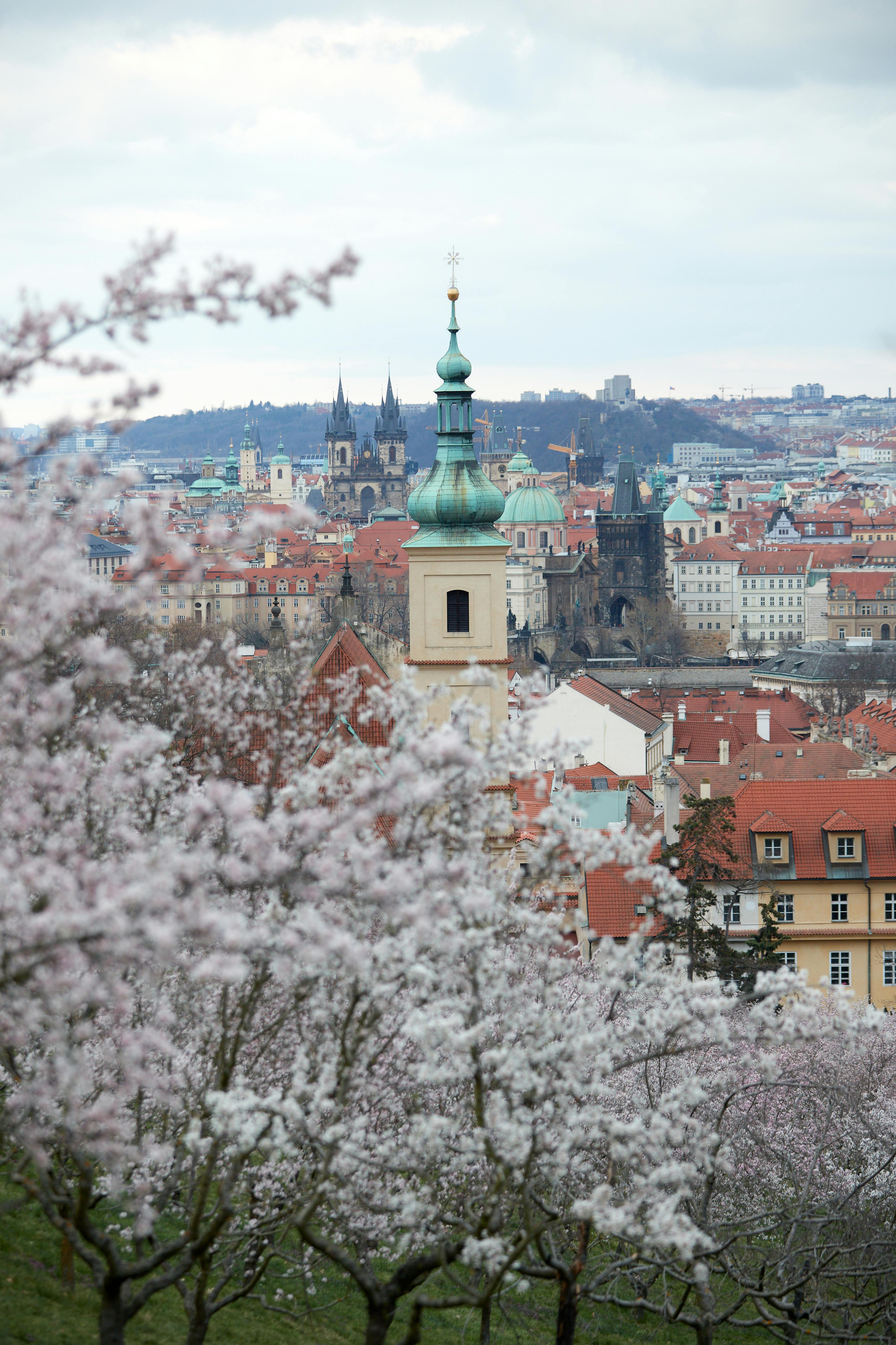 Almond blossoms framing Prague's skyline with historic architecture in view.