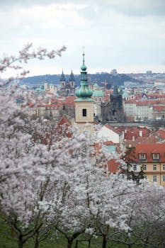 Almond blossoms framing Prague's skyline with historic architecture in view.