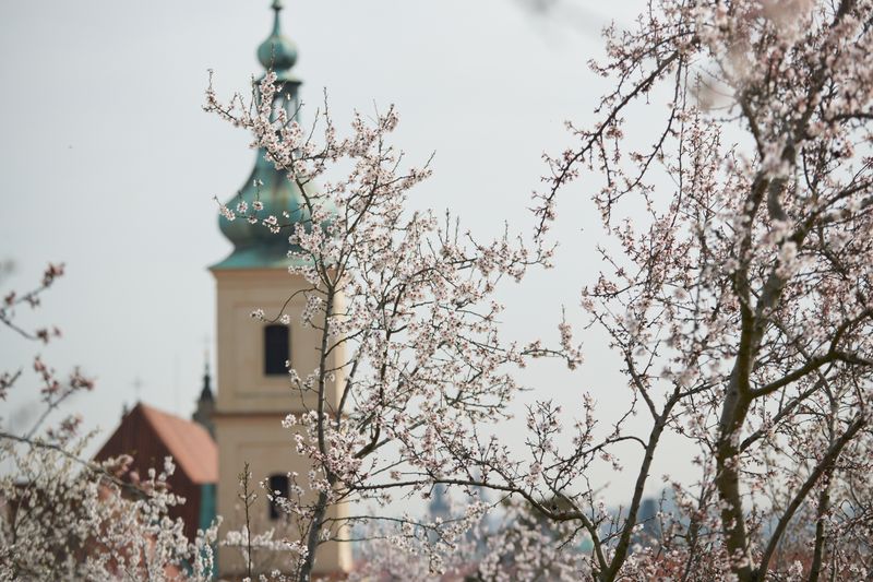 spring blossoms Prague Czech Republic