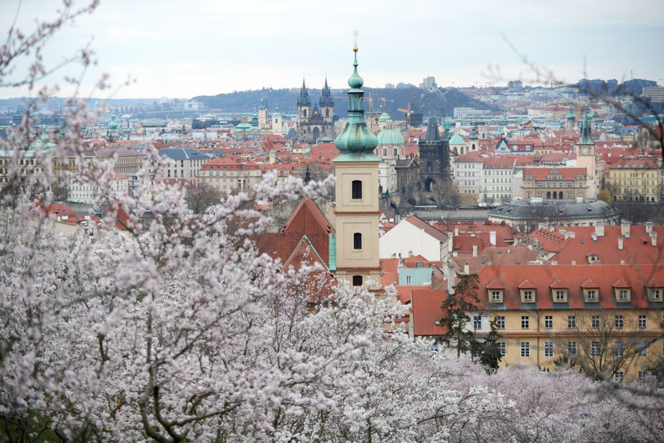 Captivating spring view over Prague, showcasing historic architecture amidst blooming trees.