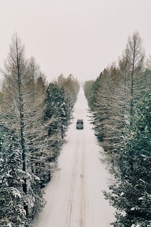 Black Car on Road Between Trees