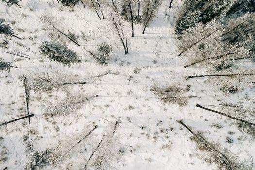 Aerial view of a snow-covered forest landscape in winter, Altai, Russia.