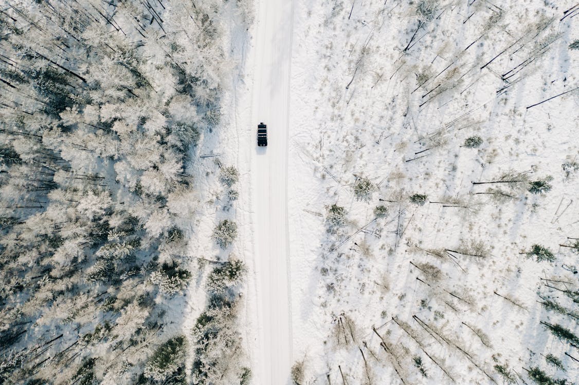 Aerial View of Snow Covered Trees