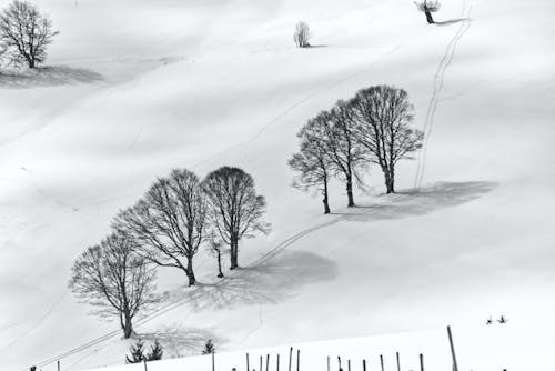 Trees on Slope in Winter