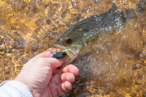 Free A close-up of a hand holding a fish in water, showcasing catch and release fishing. Stock Photo