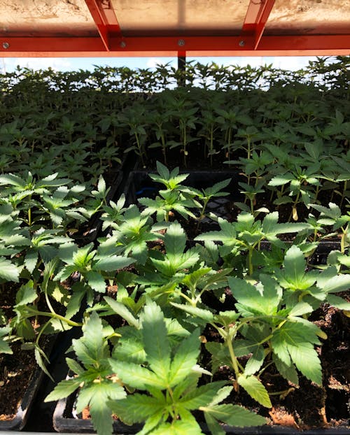 Free stock photo of 420, cannabis, cannabis seedlings