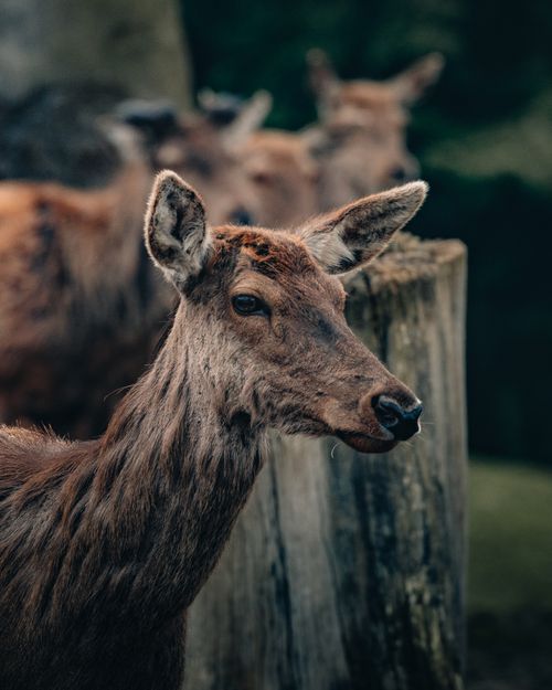 Free Side view of female deer standing on pasture with herd on blurred background Stock Photo