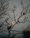 Vulture sitting on tree twig in nature