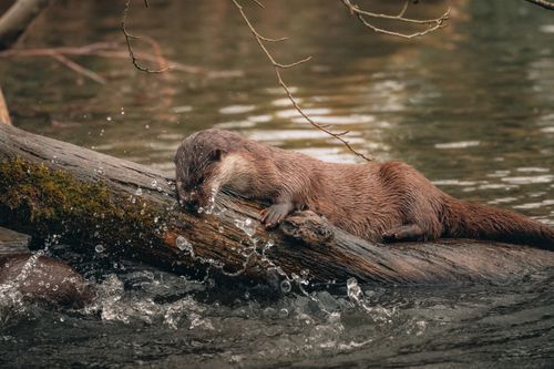 Free Fluffy otter sitting on brawn log among splashes in river water in daylight Stock Photo