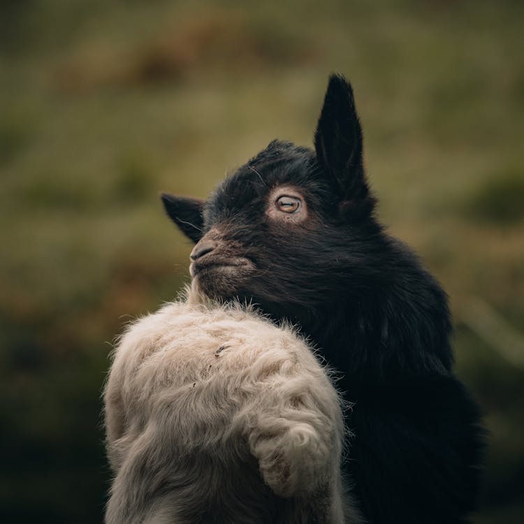 Lamb With White And Black Wool