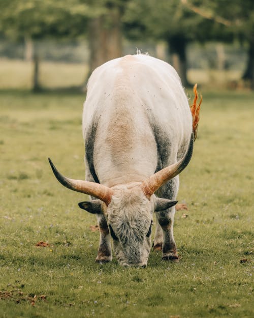 White bull with long horns eating grass while grazing in green meadow in summer