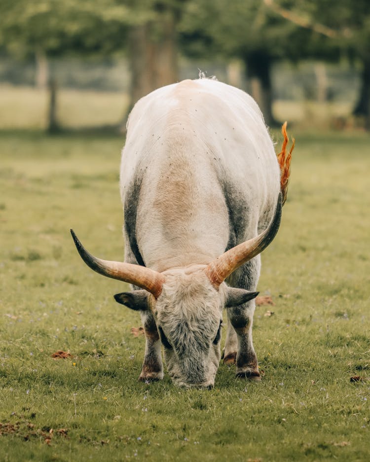 White Ox Grazing In Field