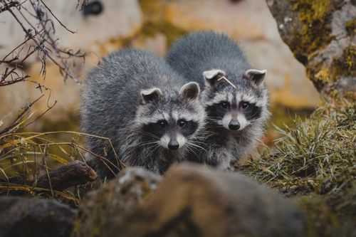 Free Curious wild raccoons standing on grass near twigs and stones and looking at camera Stock Photo