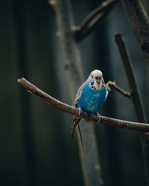 Cute small parakeet with bright blue plumage sitting on leafless branch in nature