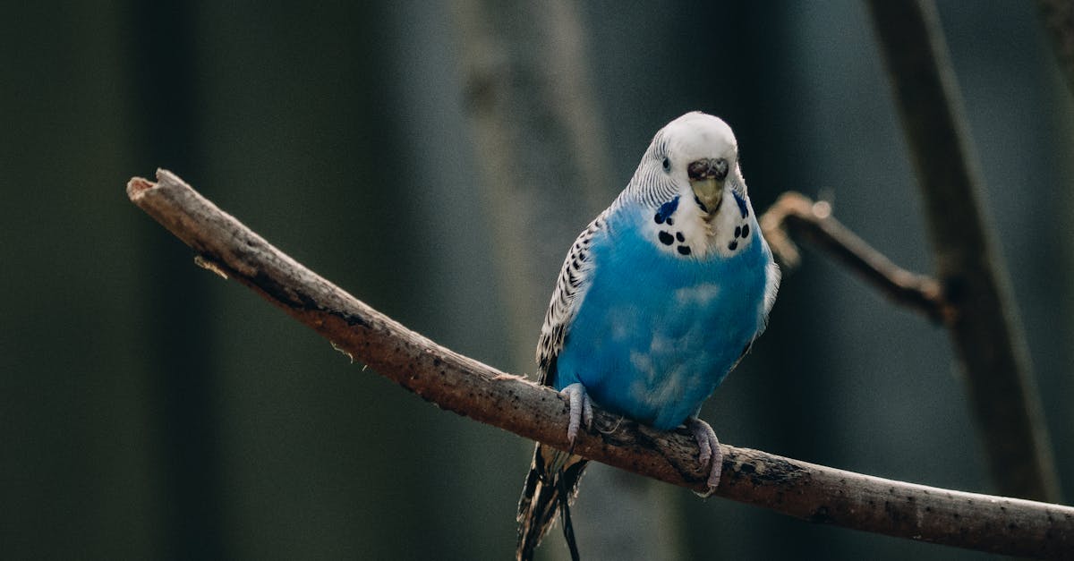 How much are blue parakeets at PERCO