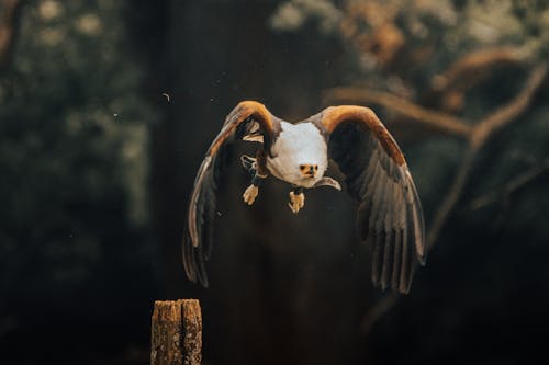 Gratis stockfoto met adelaar, attent, aviaire