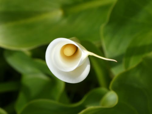Безкоштовне стокове фото на тему «Біла квітка, впритул, вродлива»