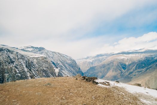 A traveler embraces the scenic winter landscape of the Altay Mountains, Russia.