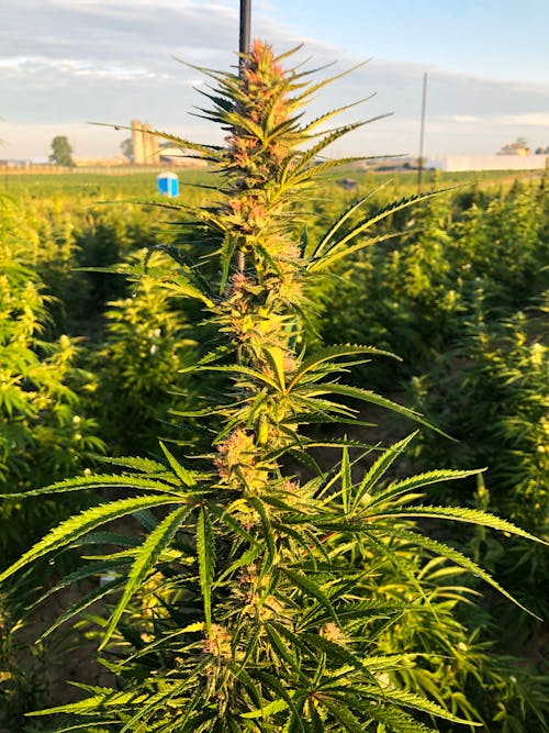 Free stock photo of cannabis, marijuana