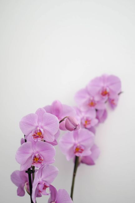 Soft pink Phalaenopsis orchids with a white background, showcasing elegance and beauty.